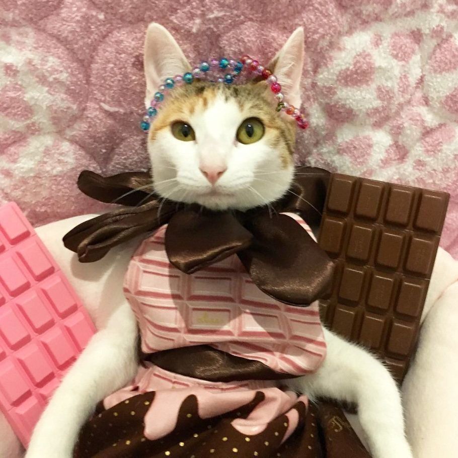 チョコ姫みつばちゃん