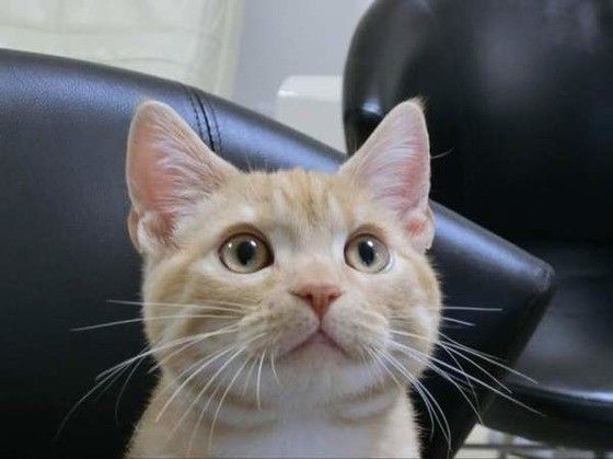 じーと見つめています