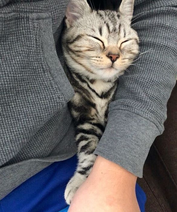 ぐっすり眠るおもちくん