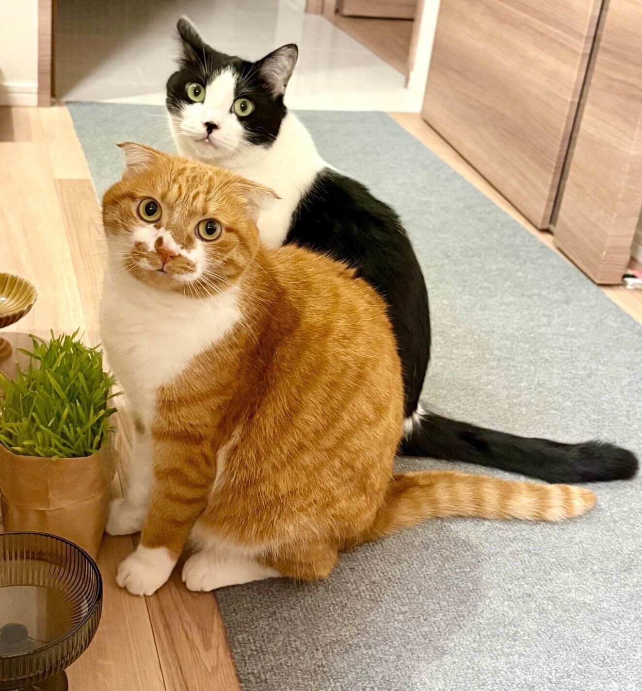 ポポちゃんとぺぺくん