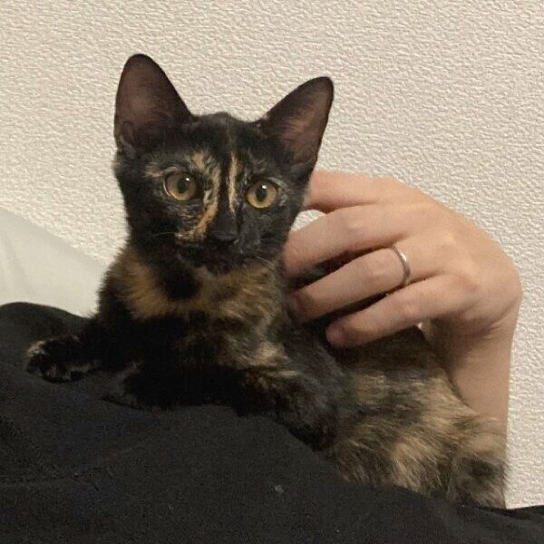 飼い主さんの体に乗る子猫時代のくろみつちゃん