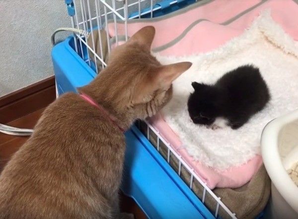 子猫を見守るニャンコ