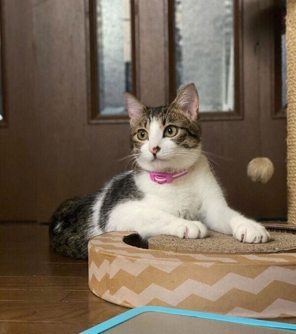 まったりするおとーふちゃん