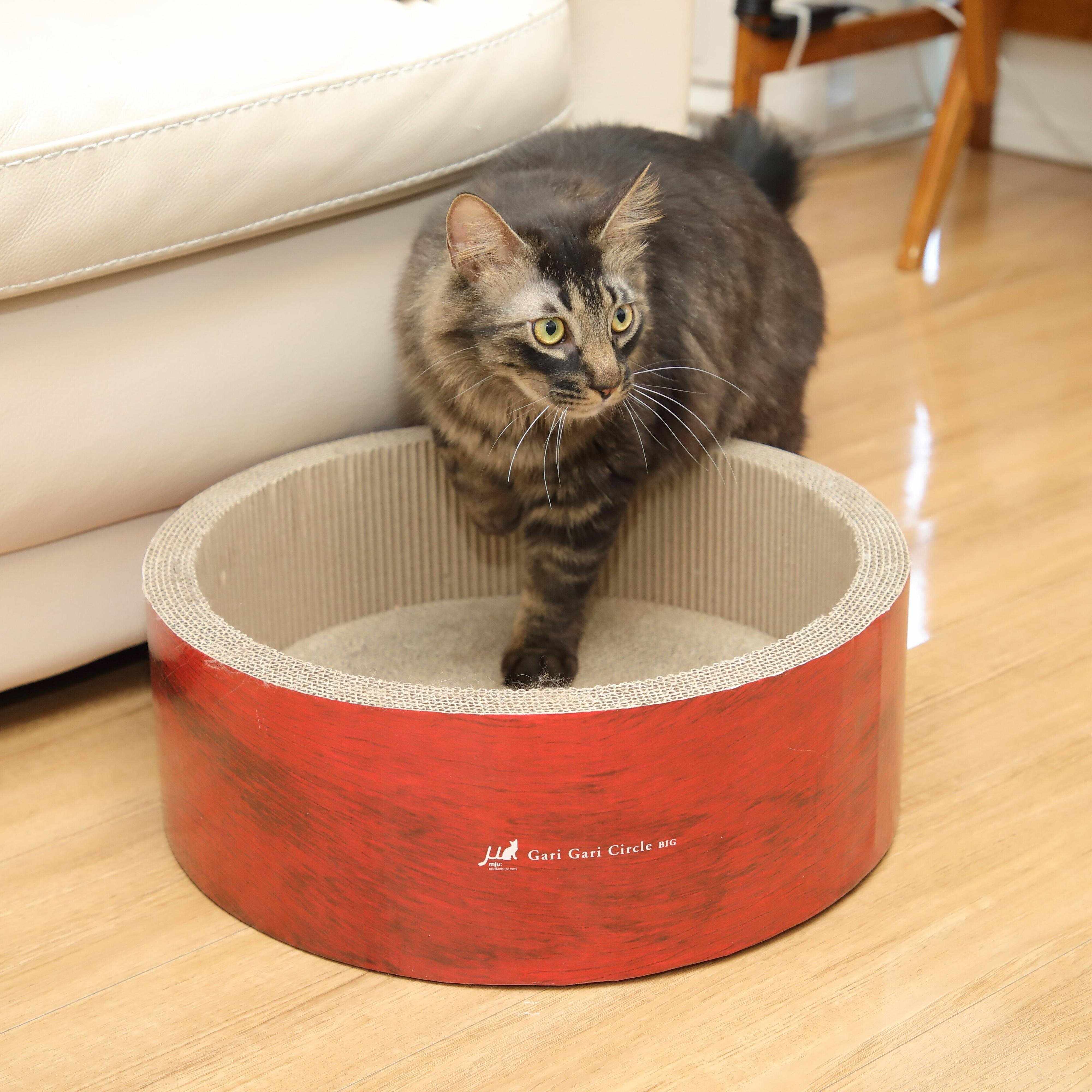 撮影／尾﨑たまき