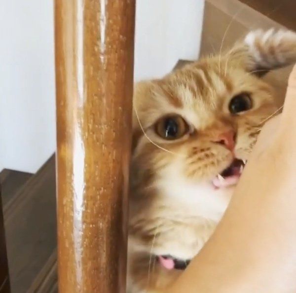 マンチカンの紅丸ちゃん