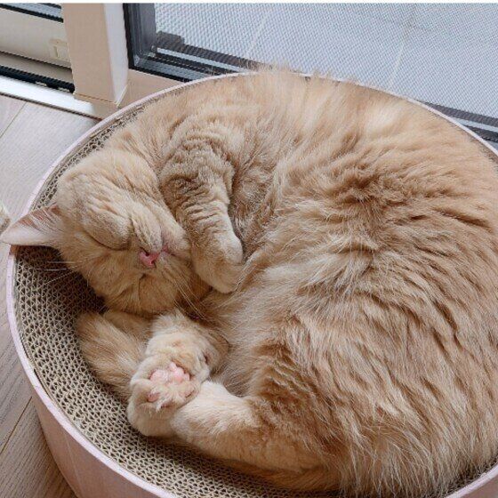 もも  マンチカン　お昼寝