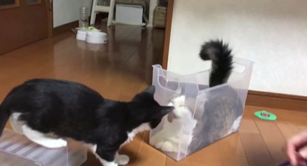 箱に夢中な猫