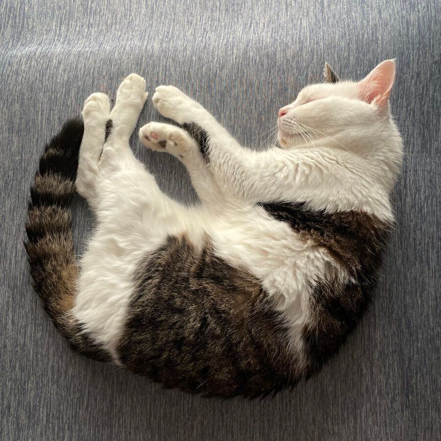 寝る金四郎くん