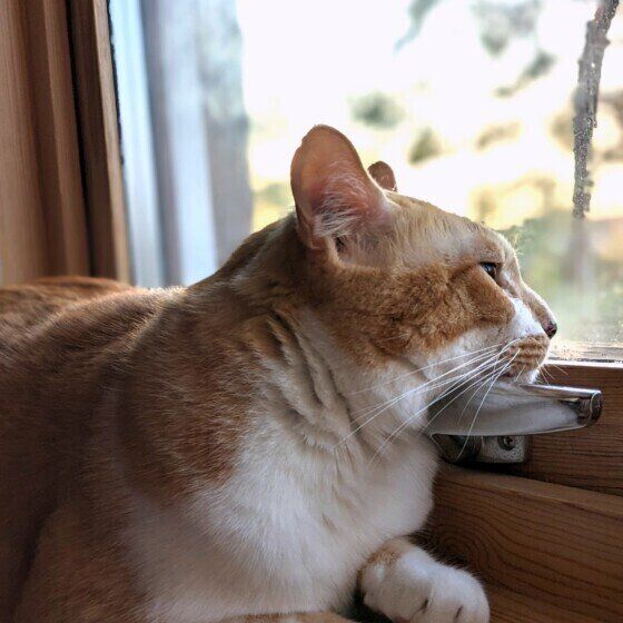 MIX茶×白のにじお ちゃん