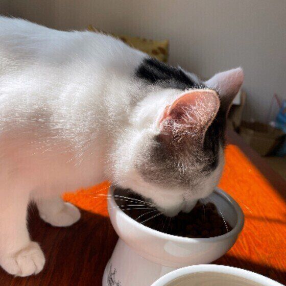 スコティッシュフォールドのごはんちゃん