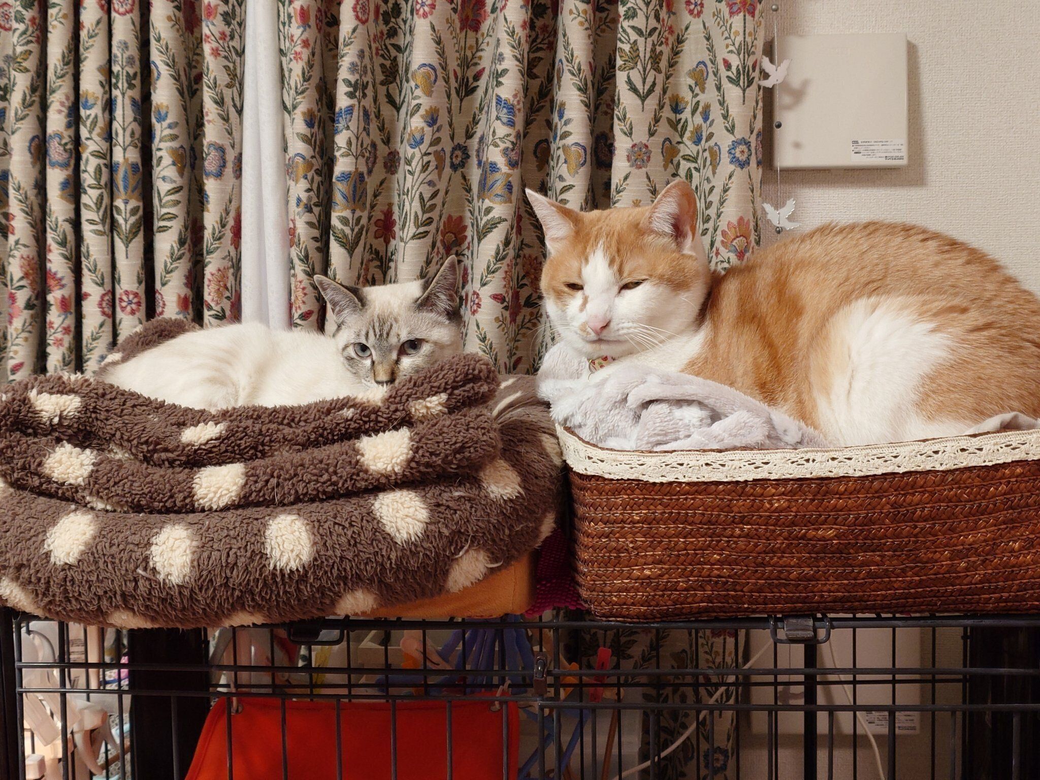 まったりする2匹