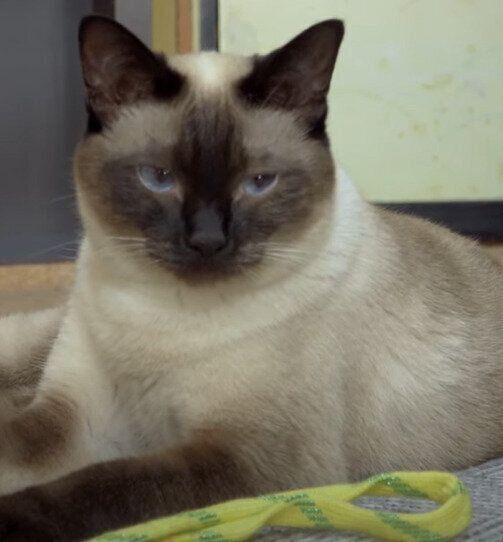 目で訴える　わらびちゃん