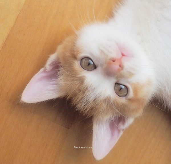 元保護猫だったレオンくん