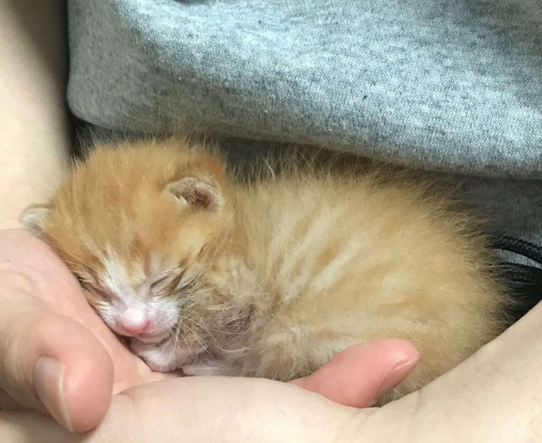 保護してすぐのころのいなりくん