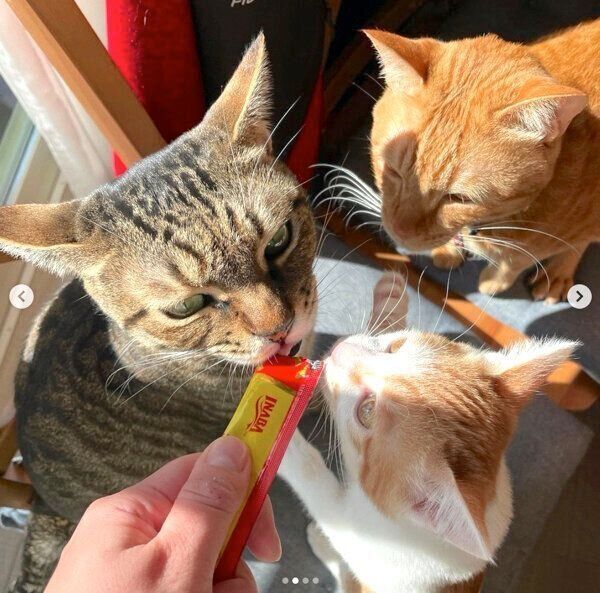 ちゅ〜るを食べるSUNちゃん、そうちゃん、ふくちゃん