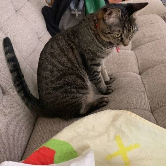 ソファに座る猫