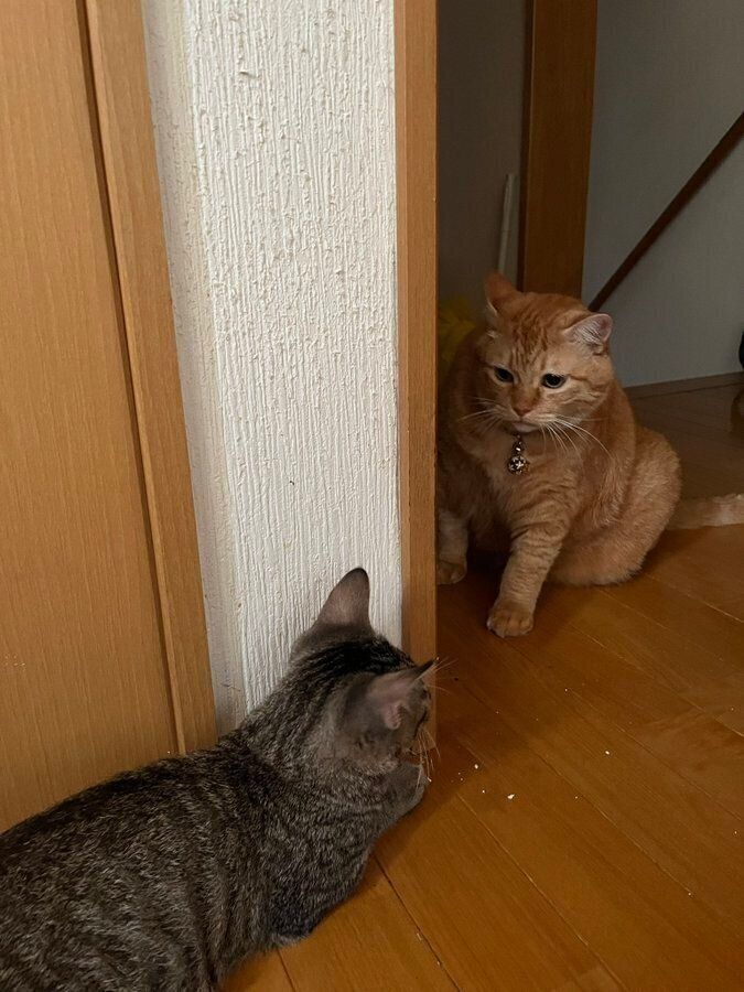 向かい合っている2匹の猫