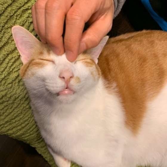 頭を撫でてもらう猫