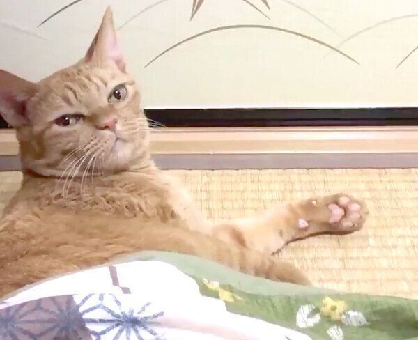 見つめるポン子ちゃん