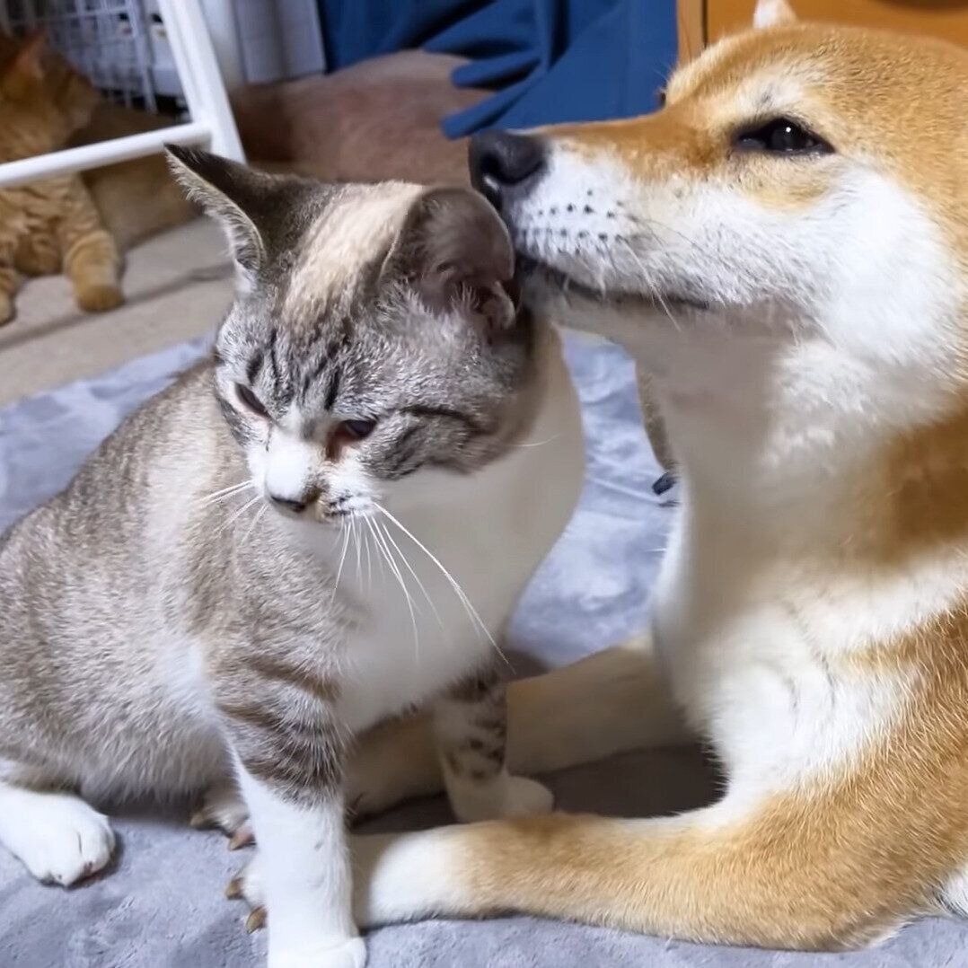 リコちゃんにペロペロしてもらうリノちゃん