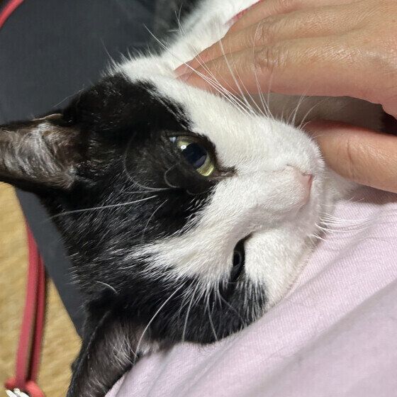 なでてもらう日本ネコ