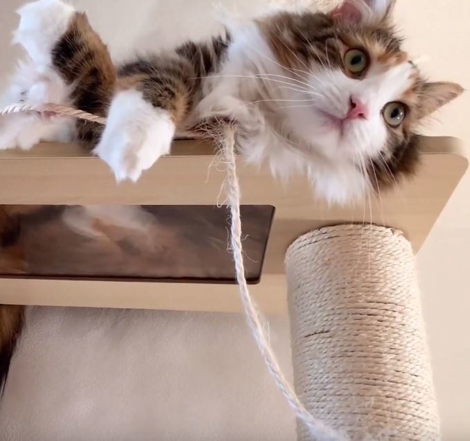 キャットタワーと長毛の猫