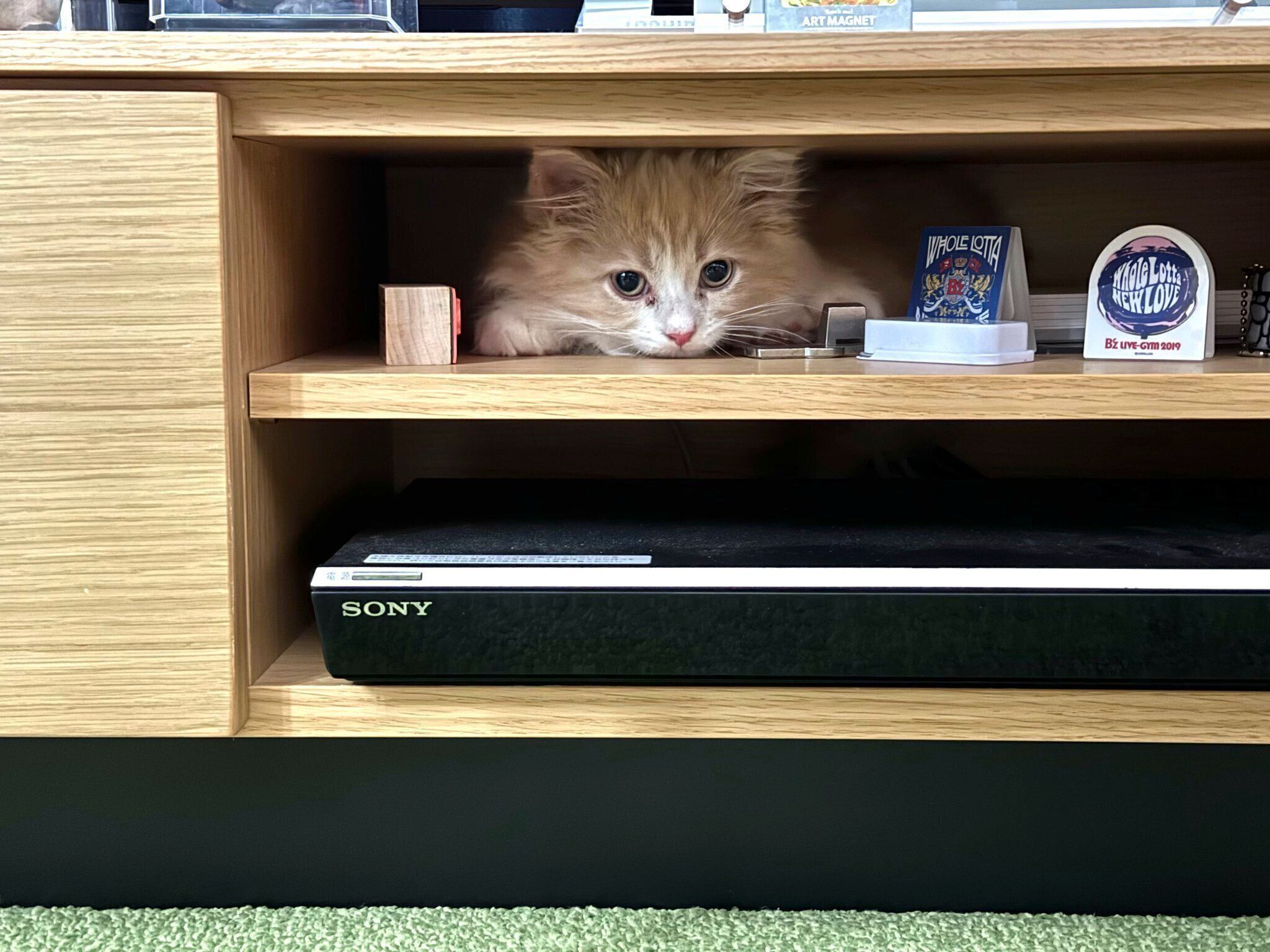 テレビボードに潜り込む好奇心旺盛なロカくん