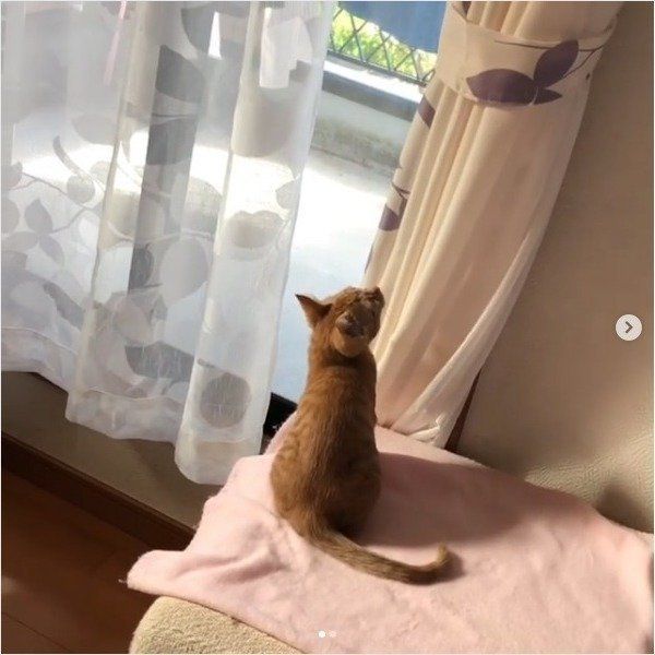 高いところが苦手な猫