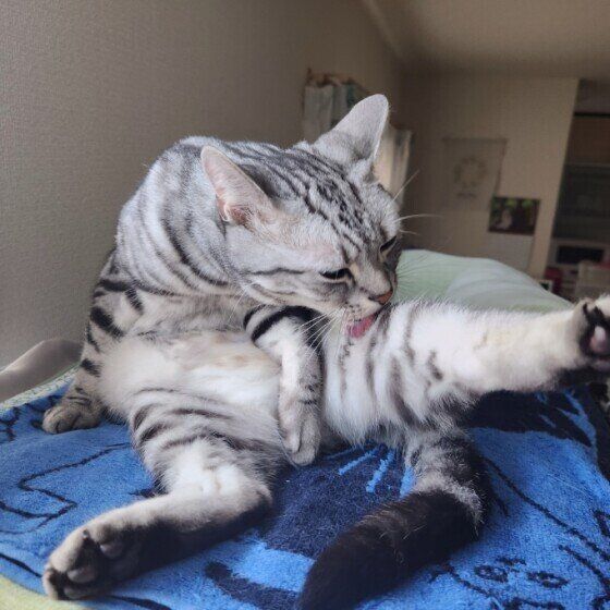 トム  アメリカンショートヘア  にゃんたい動物