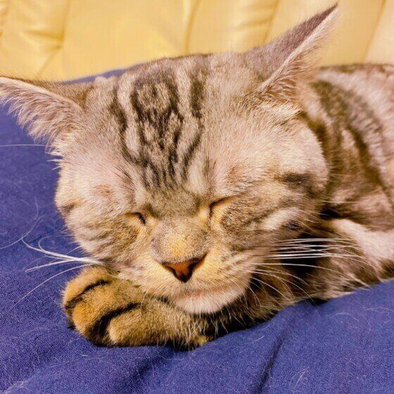 眠る猫
