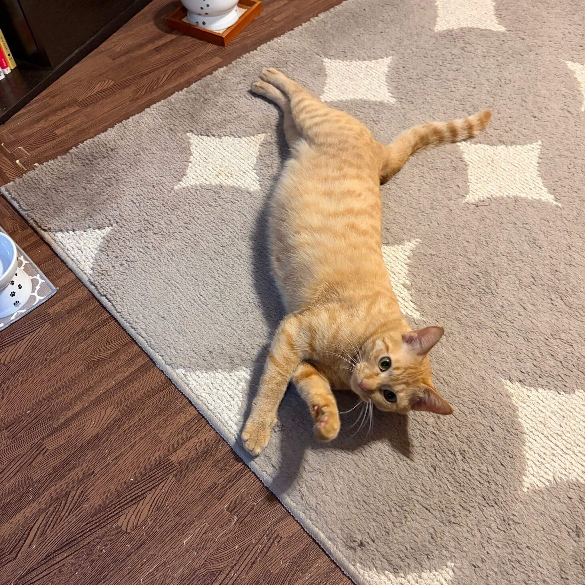 寝転んでいる猫