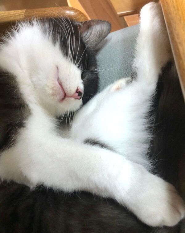 くつろぐふみちゃん