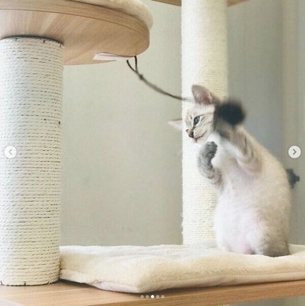 トライアル2日目のノージーちゃん