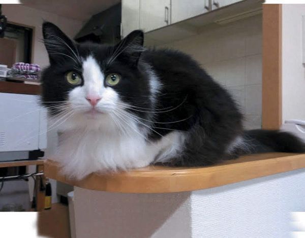 ブラッシング待ちをするノルウェージャンフォレストキャット