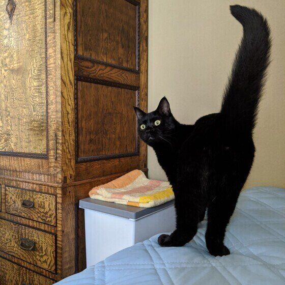 しっぽを立てる猫