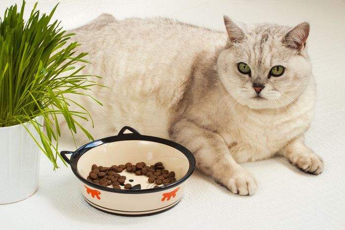 ご飯と猫