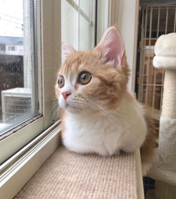 外を眺めるころんちゃん