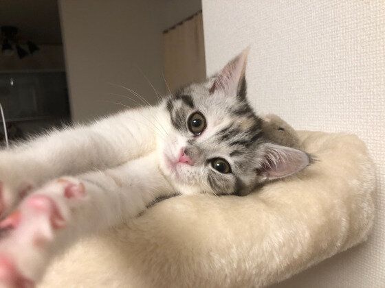 伸びをするスコティッシュフォールド