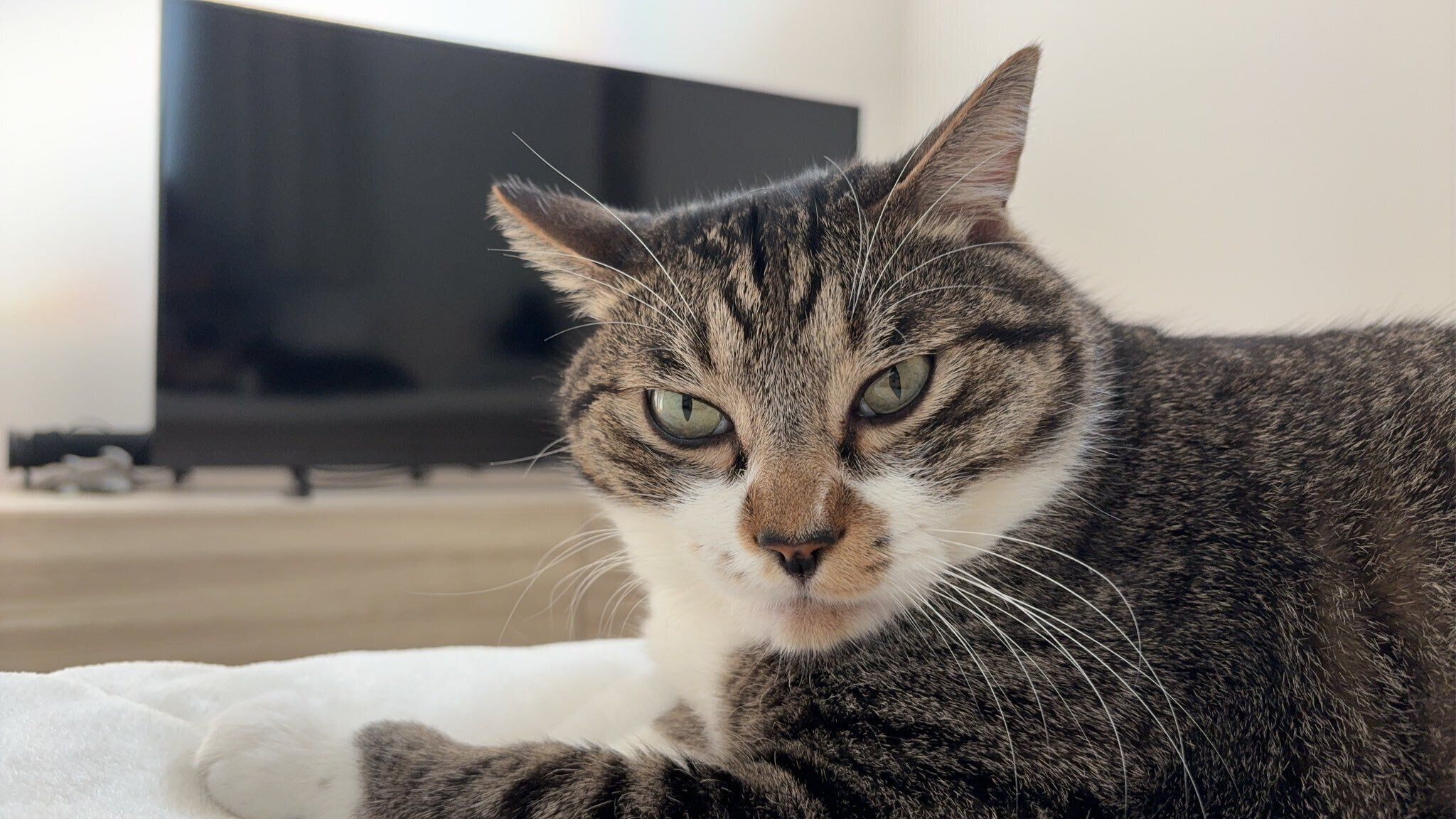 キリッとする金時くん