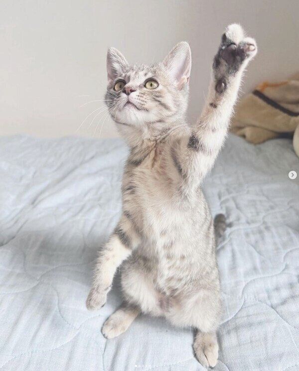 立ち上がるコユビちゃん