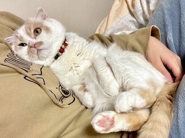 飼い主さんのお腹の上でまったりするホイちゃん