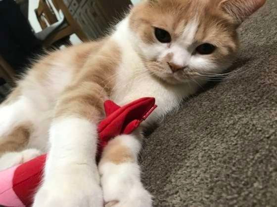 猫の けりけり は狩猟本能の名残 かわいい画像もご紹介 ねこのきもちweb Magazine 猫の けりけり は狩猟本能の名残 かわいい画像もご紹介 ねこのきもちweb Magazine