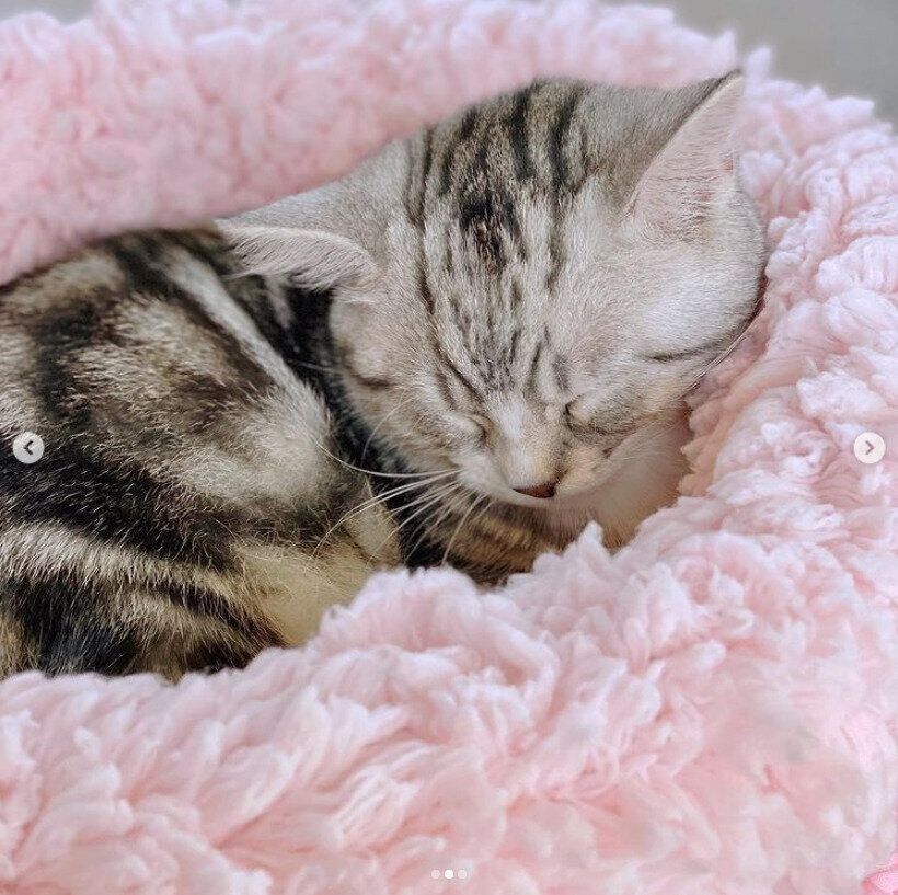 ＠uni_522catさんの猫ベッド