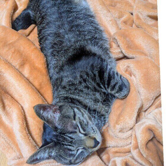 Mix（キジトラ）のめるちゃん♪