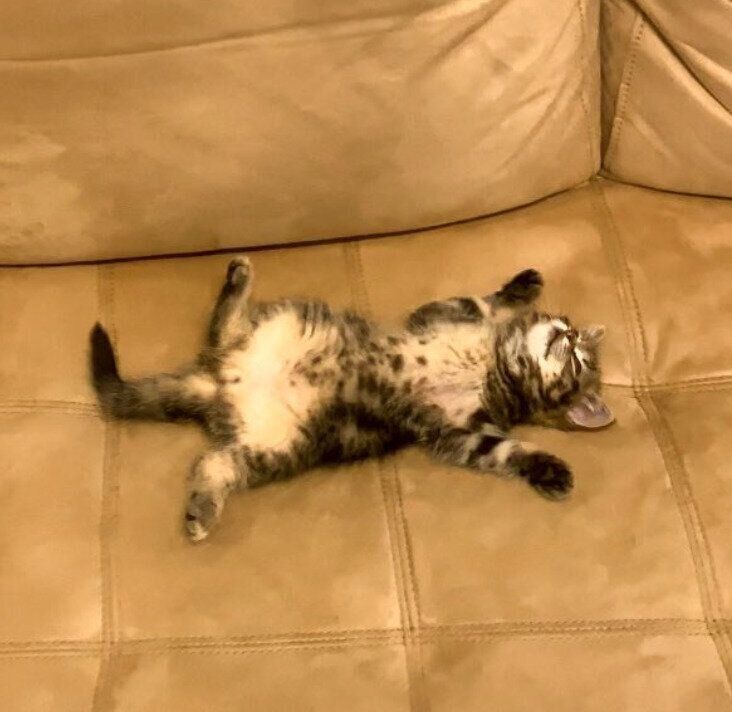 ソファでくつろぐもなかくん