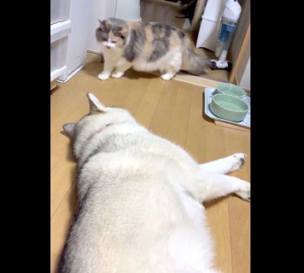 ゆきちゃんが寝ていて、通れないこのはちゃん