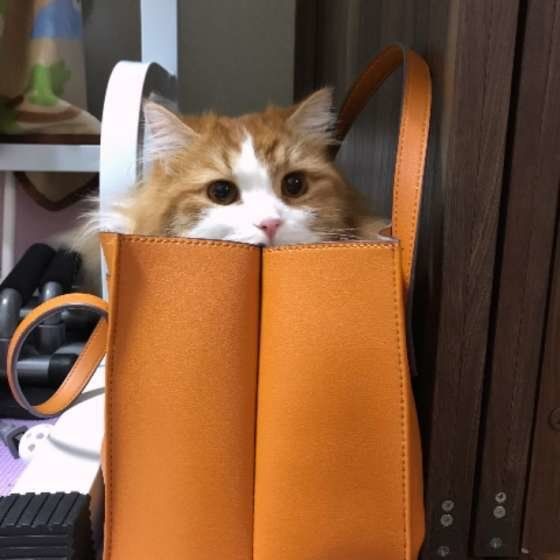 かばんに入るマンチカン・ロングヘア