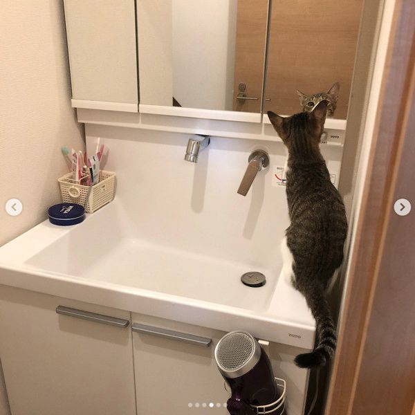 洗面所を占領する猫