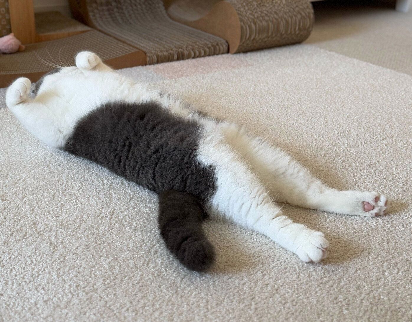 ヘソ天をするおもちちゃん