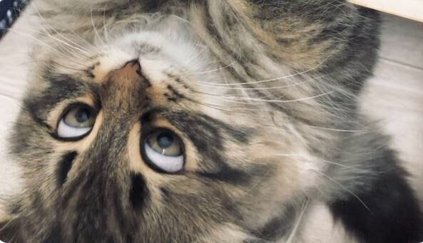 ヤマネコくん 白目画像